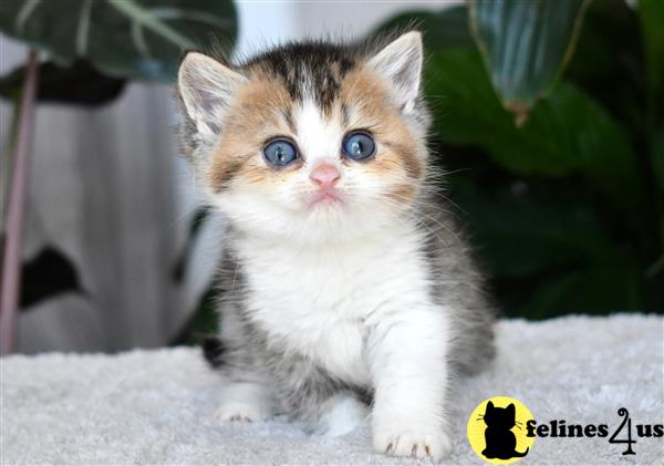 thechubbyfacedcat Picture 1